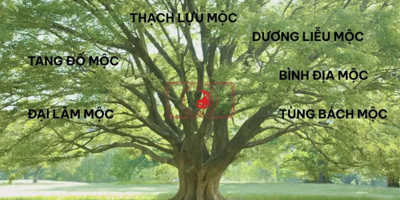 Bình Địa Mộc Có Ý Nghĩa Gì