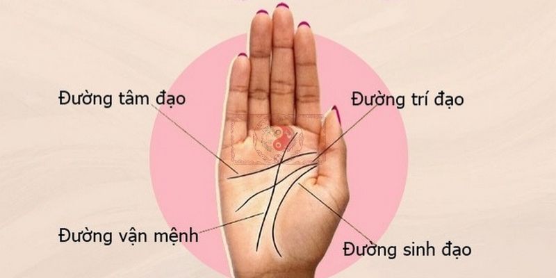 Cách Xem Chỉ Tay Là Gì